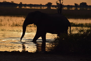 Fototapeta na wymiar Elephant at Sunset