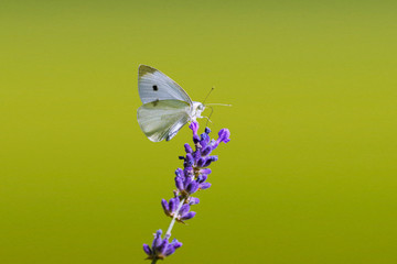 Kohlweißling (Pieris brassicae) sitzt auf Lavendel
