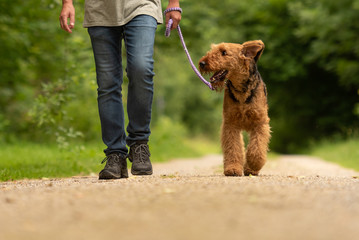 Airedale Terrier. Le maître-chien marche avec son chien odieux sur la route dans une forêt.