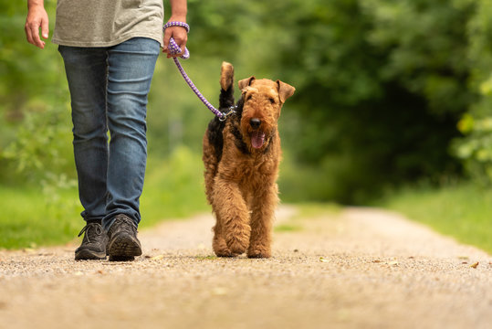 Airedale Terrier. Dog handler is walking with his odedient dog on the road in a forest.