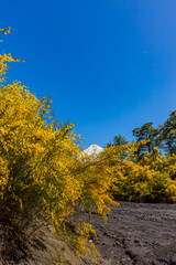 Fototapeta premium オソルノ山 