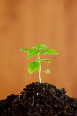 A close up of a small plant growing on top of a soil mount.