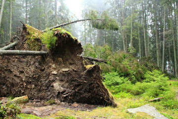 Roots of fallen huge spruce in forest. Hurricane wind piled up large pine in forest