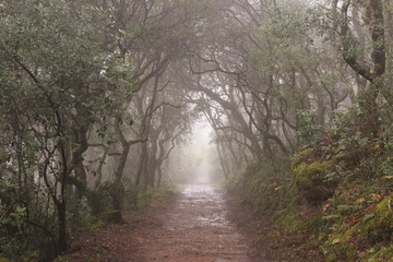 Naklejka premium Fog