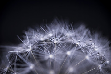 Dandelion seeds macro
