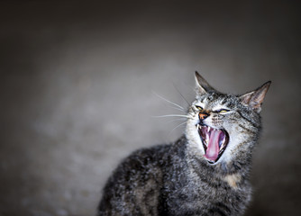 Yawning cat