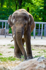 Asian elephant