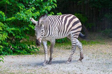 Fototapeta na wymiar The running zebras