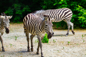 Fototapeta na wymiar The running zebras