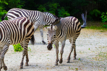 The running zebras