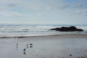 Sea gulls on Short Beach, Tillamook County, Oregon