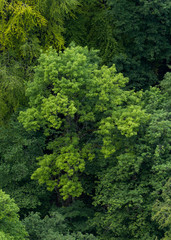Fototapeta na wymiar Aufsicht auf Wald / Baumkronen / Luftaufnahme / Grüne Bäume