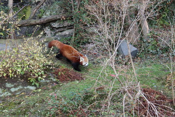 Red panda 