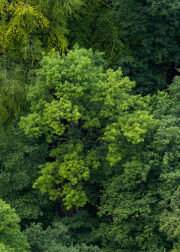 Aufsicht auf Wald / Baumkronen / Luftaufnahme / Grüne Bäume
