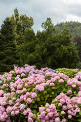 Obraz premium colorful blooming hydrangea background