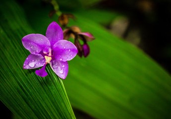 Orchidée sauvage  - 211851363