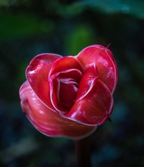Rose de porcelaine  - 211851502