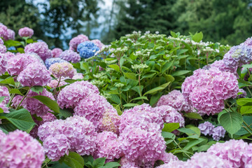 colorful blooming hydrangea background
