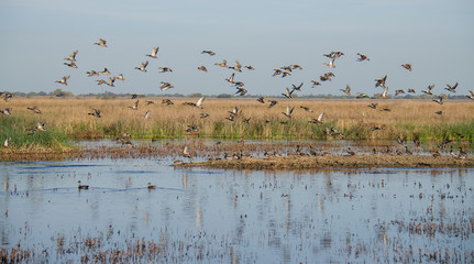 Mixed flock of ducks flying over wetlands - obrazy, fototapety, plakaty