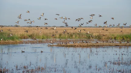 Foto op Plexiglas Mixed flock of ducks flying over wetlands © MikeFusaro