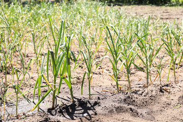 Young green garlic sprouts growing in field