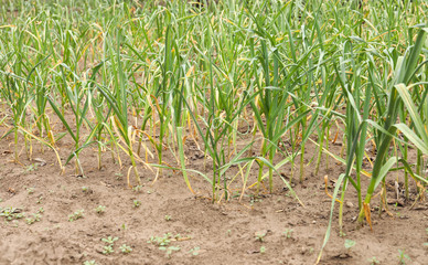 Green garlic sprouts growing in field