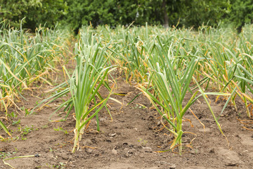 Obraz premium Green garlic sprouts growing in field