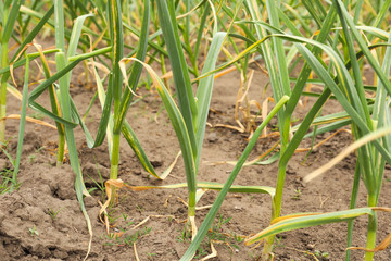 Obraz premium Green garlic sprouts growing in field