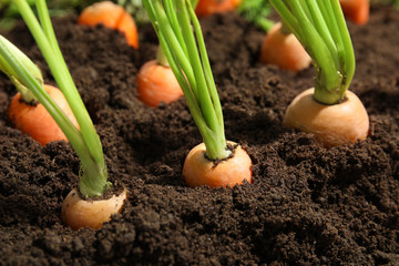 Obraz premium Ripe carrots in soil, closeup. Healthy diet