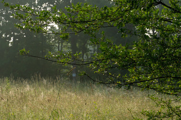 Field and Trees in Summer Sun