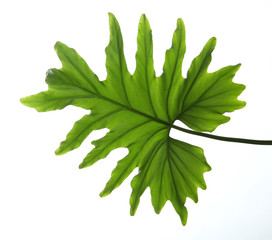 Tropical philodendron leaf isolated on white