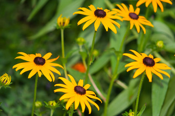 Yellow flower background