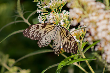 Butterfly background