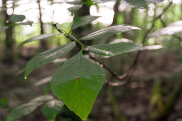 Morning Dew on Elm Leaves