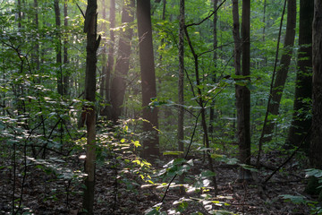 Natures Warming Light