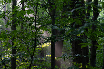 Natures Spotlight in a Forest