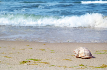 Fototapeta na wymiar Shell on sand at sea shore. Summertime