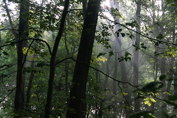 Ray of Light in Dark Forest