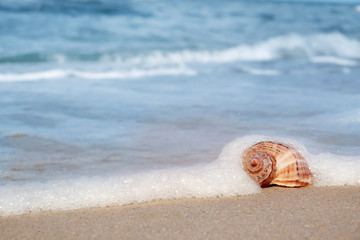 Shell on sand at sea shore. Summertime
