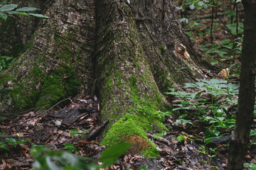 Moss on an Old Growth Maple