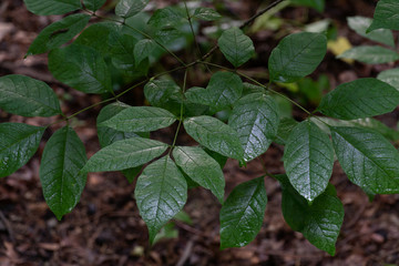 Dew on Forest Floor Leaves