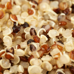 Surface coated with the quinoa seeds