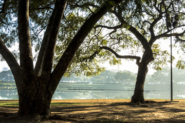 Fototapeta na wymiar Sao Paulo, SP, Brazil, June 25, 2018. Tree and lake on Ibirapuera Park, south zone of Sao Paulo.