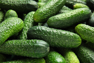 Ripe fresh cucumbers as background