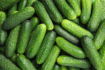 Ripe fresh cucumbers as background