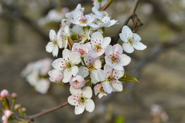Pear flower in full bloom in spring