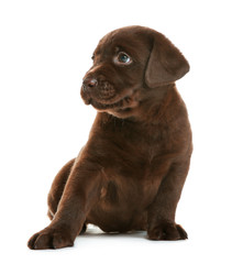 Obraz premium Chocolate Labrador Retriever puppy on white background