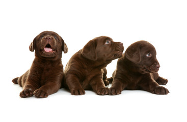 Chocolate Labrador Retriever puppies on white background