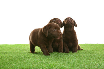 Chocolate Labrador Retriever puppies on green grass against white background