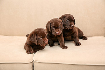 Chocolate Labrador Retriever puppies on soft sofa